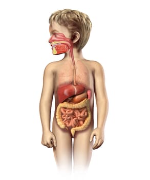 Child anatomy full digestive system cutaway. Including mouth and nasal cross section. Other organs in half tone. On white background with clipping path.