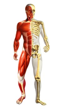 Anatomy illustration of man with half skeleton and half muscular representations. Photo realistic, on white background with clipping path.