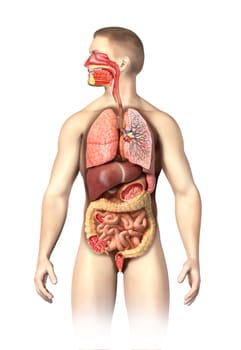 Man anatomy full Respiratory and digestive systems cutaway. Further details cutaways are made on different organs,including mouth. On white background with clipping path.