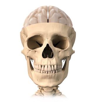 Very detailed and scientifically correct, Human skull cutaway, with half brain shown on top, front view. Anatomy image.