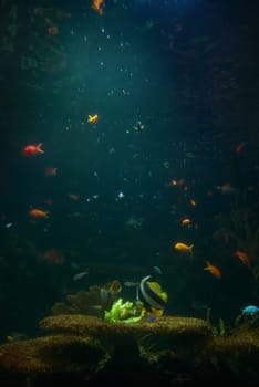 Aquarium with tropical fish and coral reef in sunlight