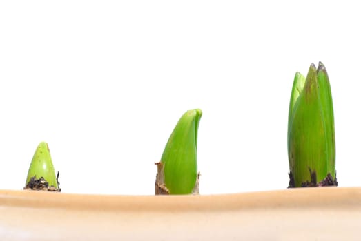 Three growing plants in the pot isolated on white
