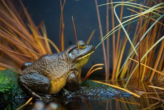 Brown- green frog in the grass. Swamp toad