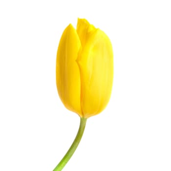 One yellow tulip isolated on white background