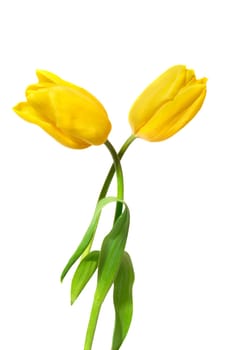 Two yellow tulips isolated on white background