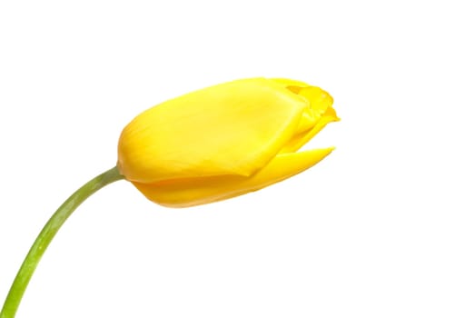 One yellow tulip isolated on white background