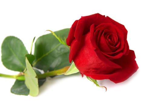 Beautiful red rose isolated on white background