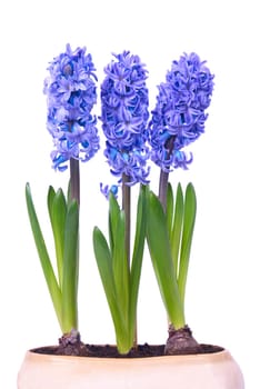 Blue flowers hyacinthes with green leaves in the flowerpot isolated on white