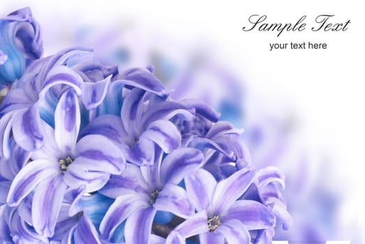 Beautiful blue flowers hyacinthes isolated on white. Spring macro background