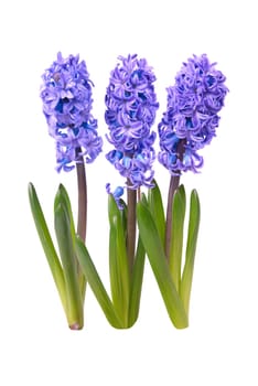 Three blue flowers hyacinthes with green leaves isolated on white