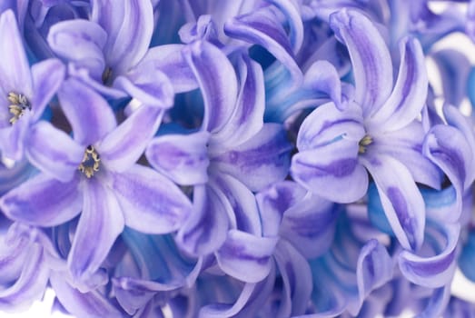 Beautiful blue flowers hyacinthes isolated on white. Spring macro background