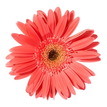 Red flower gerbera isolated on white background