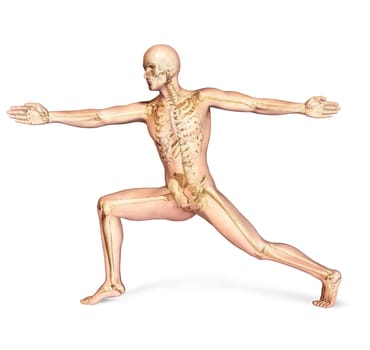 Human male in athletic dynamic posture, with full skeleton superimposed. On white background, with clipping path included.