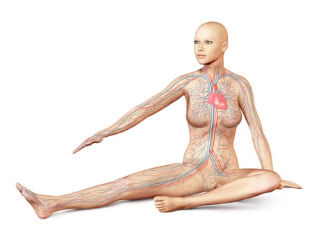 Female naked body sitting in dynamic unusual posture, with full circulatory system superimposed. On white background, with clipping path included.