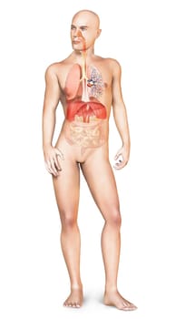 Man naked body standing, with full respiratory system superimposed. On white background with clipping path included.