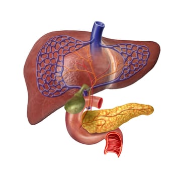 Human Liver system cutaway, with Pancreas, Duodeno, Gallbladder, Veins and Arterias. On white background with clipping path included.