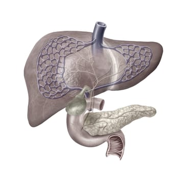 Human Liver system cutaway, with Pancreas, Duodeno, Gallbladder, Veins and Arterias. On white background with clipping path included.