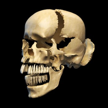 Human skull with parts exploded. Perspective view, on black background. Clipping path included.