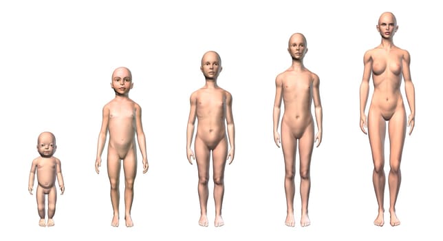 Female human body scheme of different ages stages, showing five different ages with relative body shapes. On white background. Clipping path included. Anatomy image.