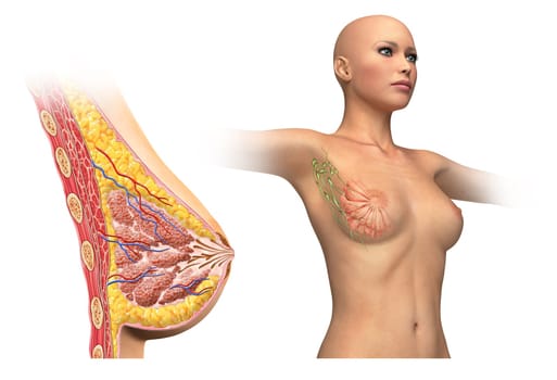 Woman breast cutaway, cross section diagram. With also woman figure showing limphatic glands. On white background and clipping path. Anatomy image.