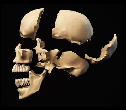 Human skull with parts exploded. Side view, on black background. Clipping path included.