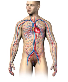 Man human cyrculatory system, upper part. Superimposed to realistic body. On white background, clipping path included.
