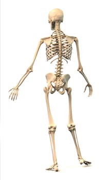 Male Human skeleton, extremely detailed and scientifically correct, in dynamic posture, rear view. On white background, clipping path included. Anatomy image.