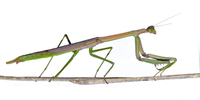 A praying mantis on a twig with a white background