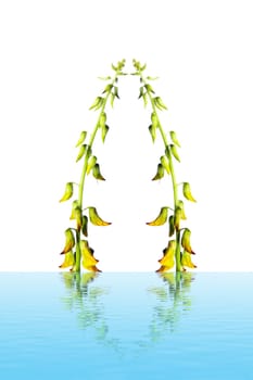Blossoming flower isolated on white background
