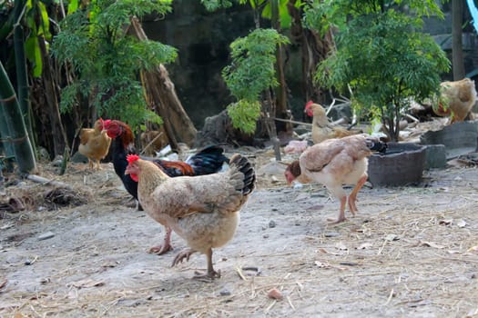 chicken in the garden..
