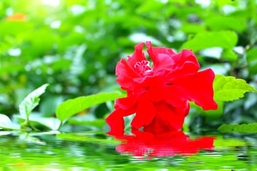 red flower