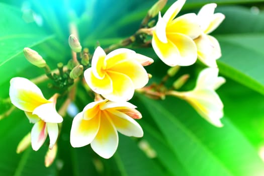 white flower