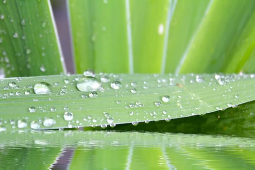 leaf