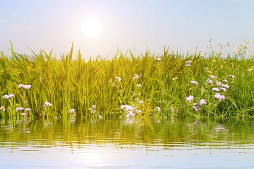 paddy field
