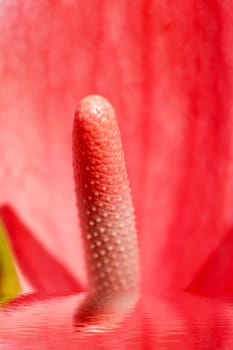 red flower blooming