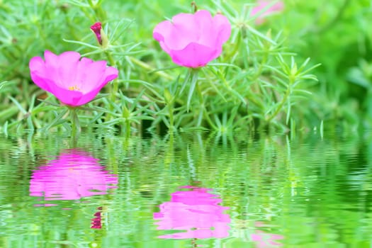 pink flower.