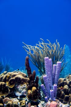 Corals in the tropical waters of Bonaire in the Caribbean