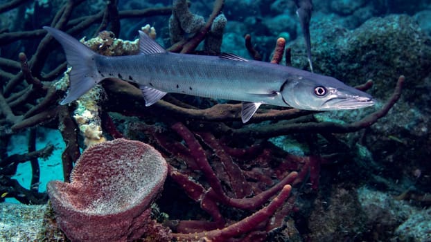 A Great Barracuda in the tropical waters of Bonaire in the Caribbean