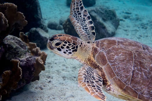 A green sea turtle swimming of the Caribbean island of Bonaire