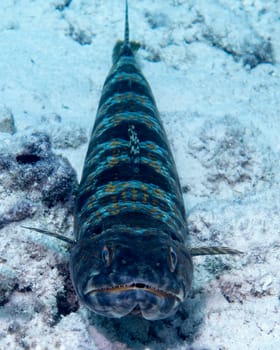 A Sand diver resting on the sandy bottom outside Bonaire in the Caribbean
