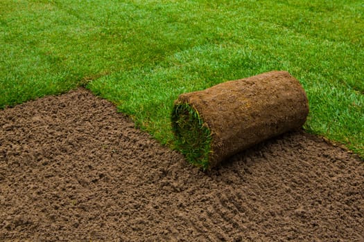 Gardener applying turf rolls in the backyard