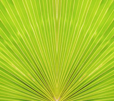Outdoor gardening big green leaves background