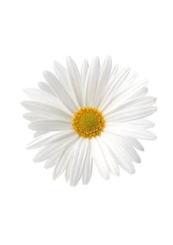 White sunflower flora on yellow background