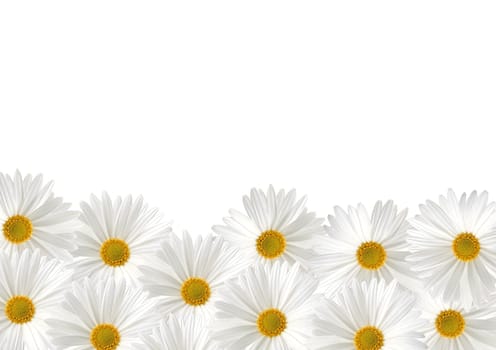 White sunflower floras on white background