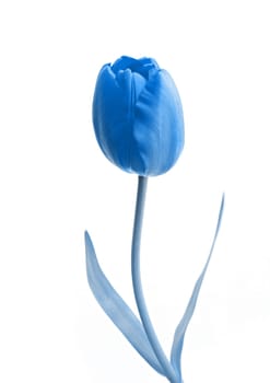 Single blue rose flower with white background