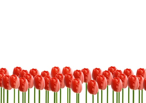 Red rose flowers with white background
