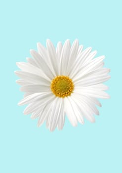 White sunflower flora on yellow background