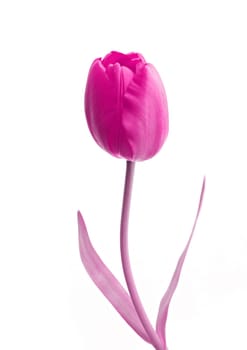 Single pink rose flower with white background