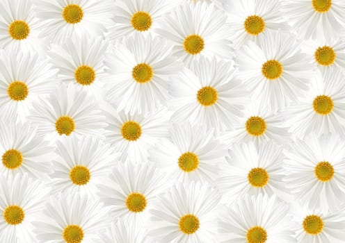 White sunflower floras of textured background