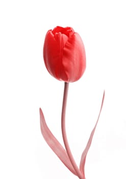 Single red rose flower with white background